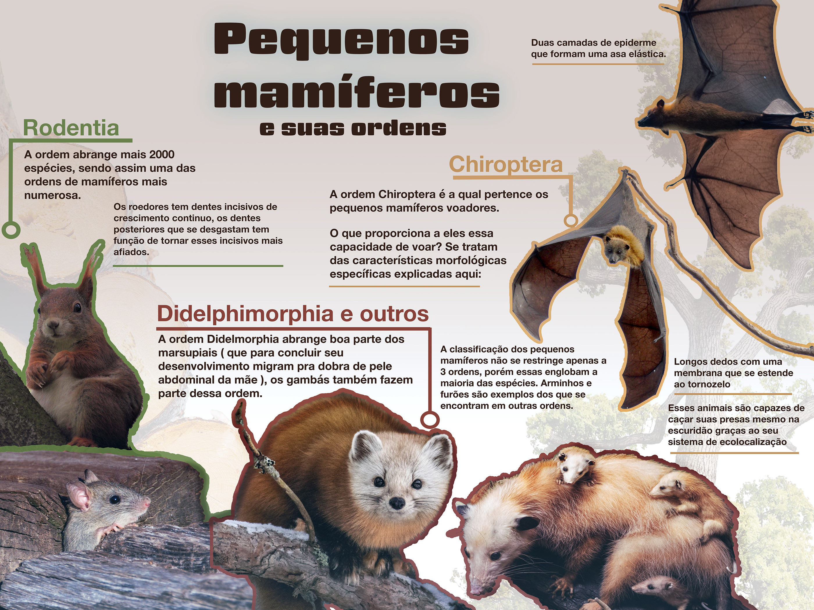 Infográfico mamíferos